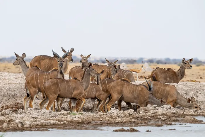 Framed Print : Big Kudu (Tragelaphus strepsiceros)