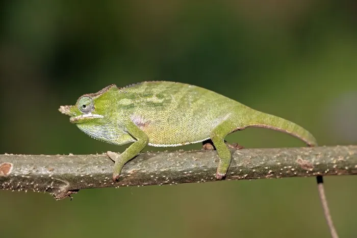 Framed Print : Big-nosed Chameleon (Calumma nasutum) Framed Print : Big-nosed Chameleon (Calumma nasutum)