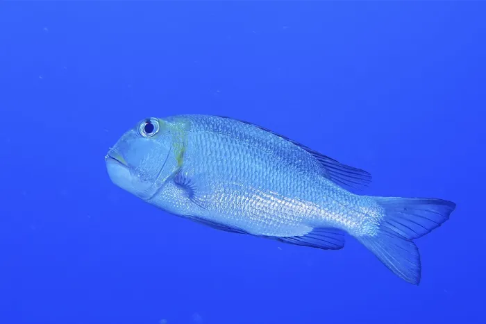 Framed Print : Bigeye street sweeper (Monotaxis grandoculis)