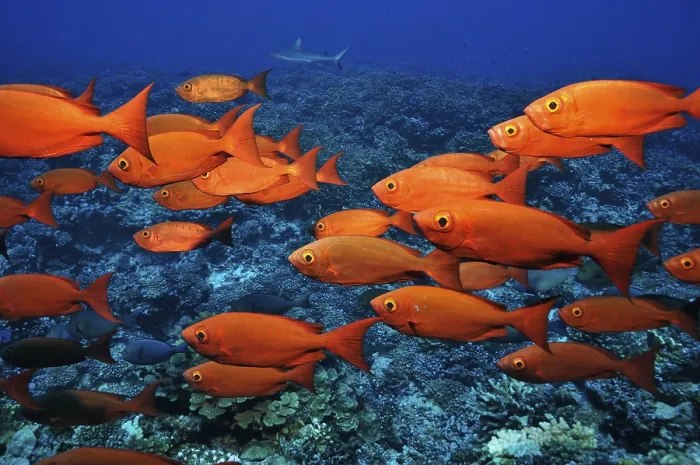 Framed Print : Bigeyes (Priacanthidae) over hard corals in Fakarava Framed Print : Bigeyes (Priacanthidae) over hard corals in Fakarava