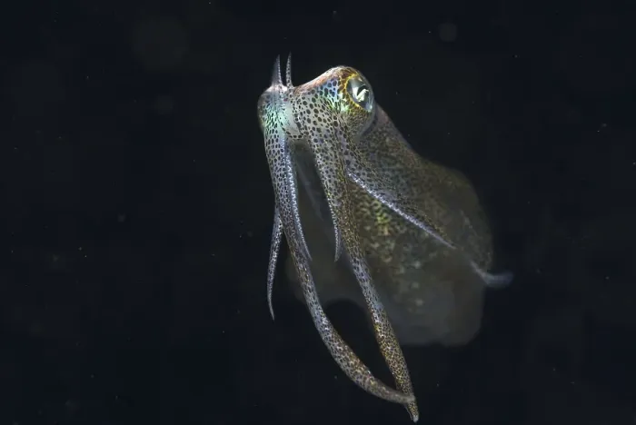 Framed Print : Bigfin reef squid (Sepioteuthis lessoniana) Framed Print : Bigfin reef squid (Sepioteuthis lessoniana)