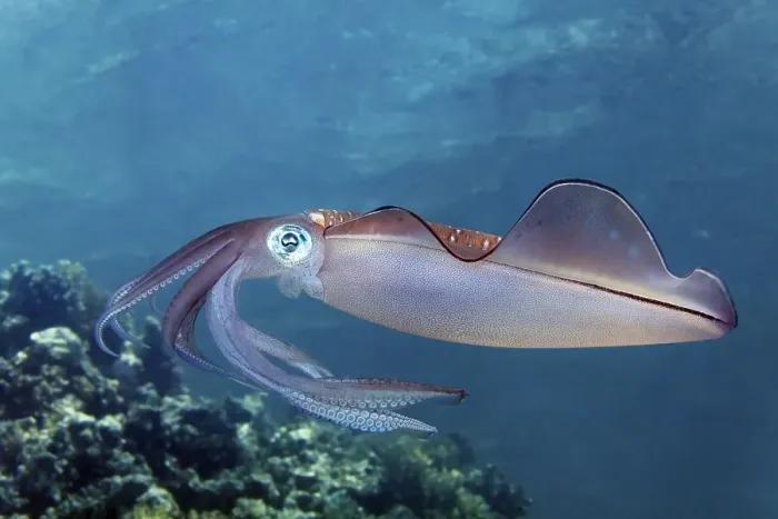 Framed Print : Bigfin Reef Squid (Sepiotheutis lessoniana) Framed Print : Bigfin Reef Squid (Sepiotheutis lessoniana)