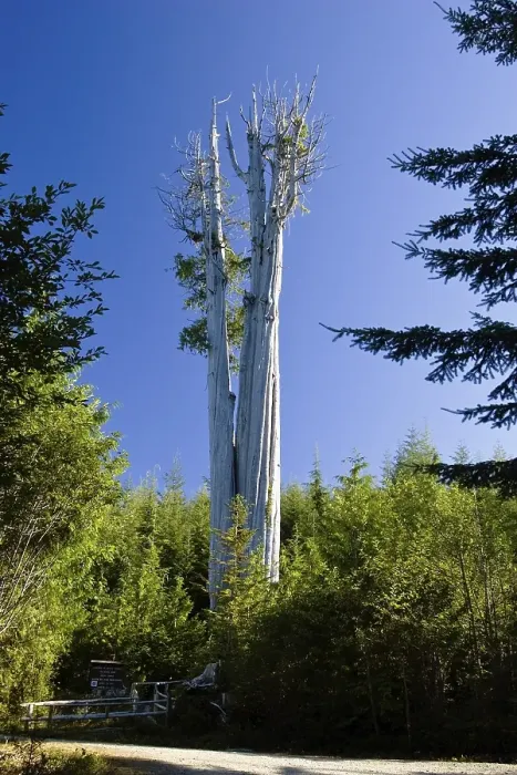 Framed Print : Biggest Western Red Cedar Tree of the world (Thuja plicata)