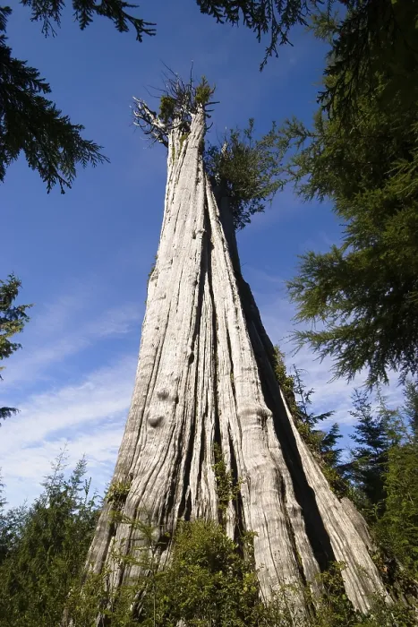 Framed Print : Biggest Western Red Cedar Tree of the world (Thuja plicata) Framed Print : Biggest Western Red Cedar Tree of the world (Thuja plicata)
