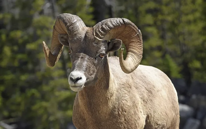 Framed Print : Bighorn Sheep (Ovis canadensis)
