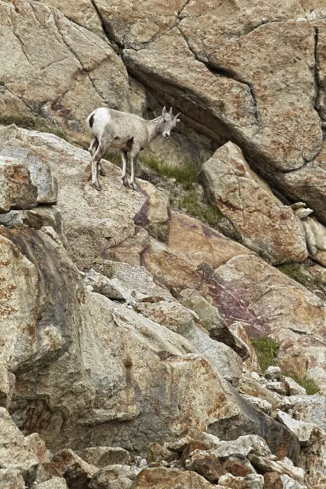 Framed Print : Bighorn Sheep (Ovis canadensis)