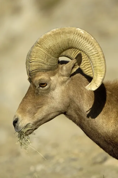 Framed Print : Bighorn Sheep (Ovis canadensis) adult male Framed Print : Bighorn Sheep (Ovis canadensis) adult male