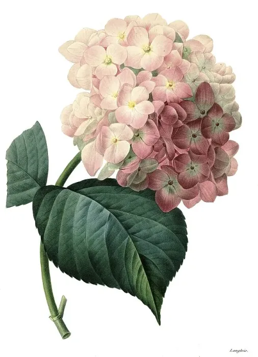 Framed Print : Bigleaf hydrangea (Hydrangea macrophylla) Framed Print : Bigleaf hydrangea (Hydrangea macrophylla)