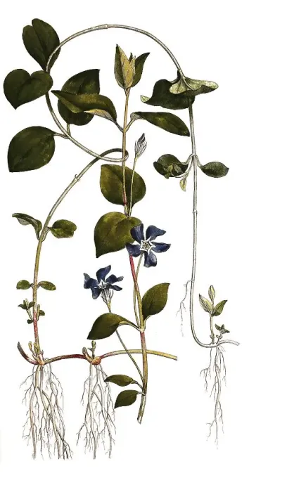 Framed Print : Bigleaf periwinkle (Vinca major) Framed Print : Bigleaf periwinkle (Vinca major)