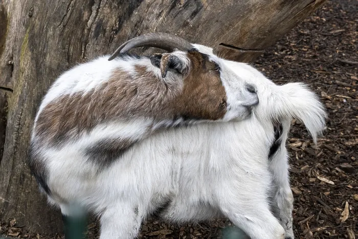 Framed Print : A billy goat is itching Framed Print : A billy goat is itching