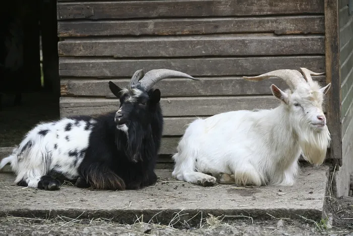 Framed Print : Two billy goats in front of a stable Framed Print : Two billy goats in front of a stable