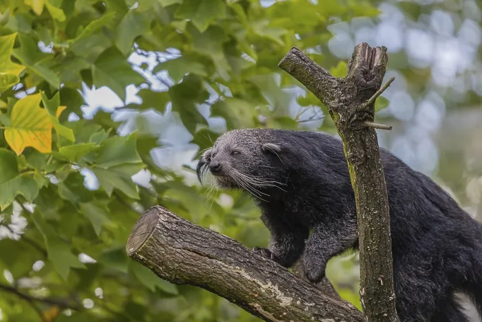 Framed Print : One binturong (Arctictis binturong)