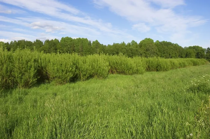 Framed Print : Biomass crop, Willow (Salix sp.) coppice, Sweden