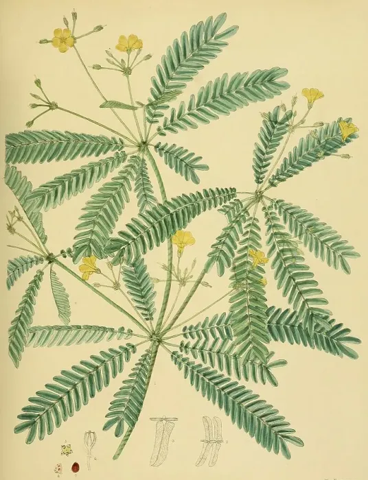 Framed Print : Biophytum intermedium, native to Southeast Asia Framed Print : Biophytum intermedium, native to Southeast Asia