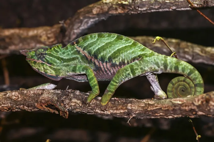 Framed Print : Biporn Chameleon (Furcifer balteatus)