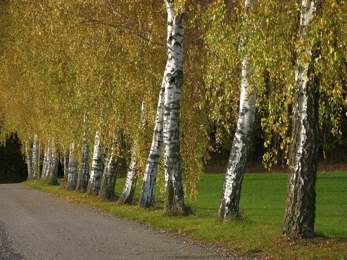 Framed Print : Birch avenue in autumn
