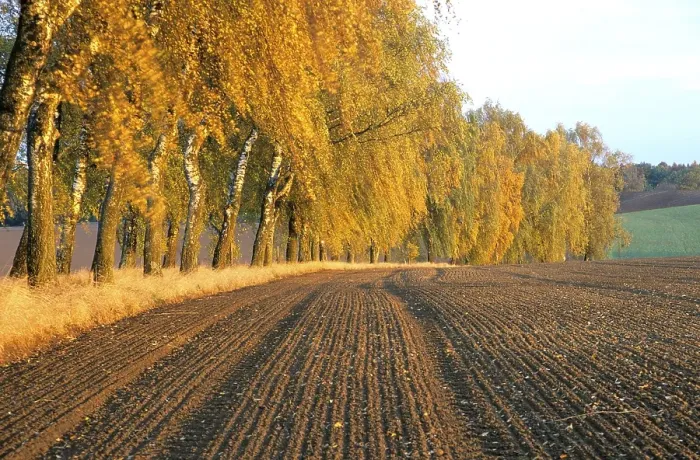 Framed Print : Birch avenue in autumn, Upper Bavaria Germany