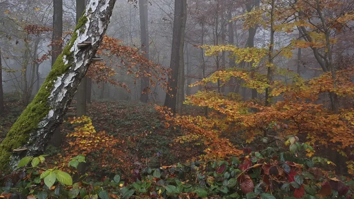 Framed Print : Birch bark and colorful leaves in a foggy autumn forest