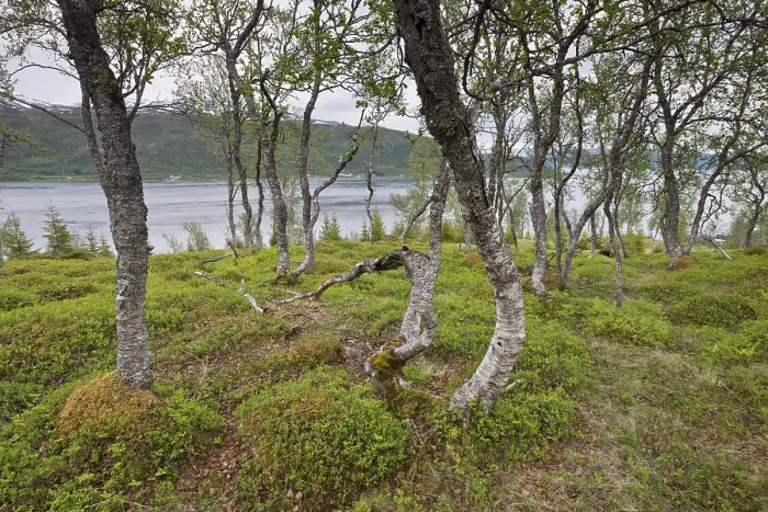 Framed Print : Birch (Betula pendula) forest, Lofoten