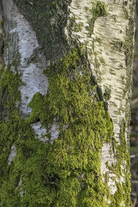 Framed Print : Birch (Betula) trunk-moss-covered