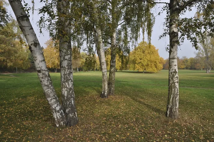 Framed Print : Birch, birch, autumn forest, forest Framed Print : Birch, birch, autumn forest, forest