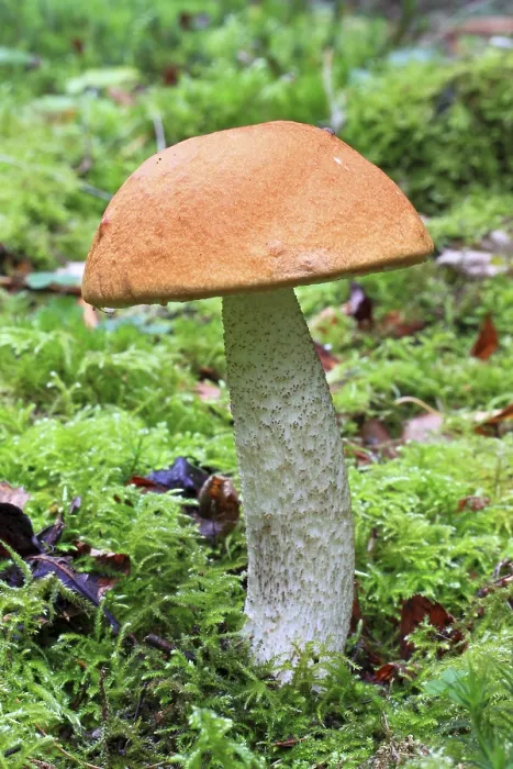 Framed Print : Birch Bolete (Leccinum scabrum), mushroom