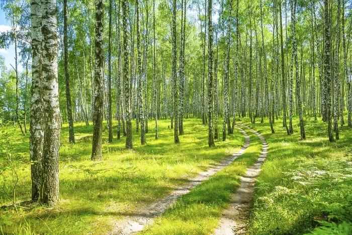 Framed Print : In birch forest Framed Print : In birch forest