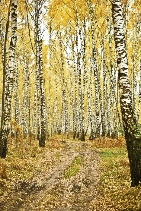 Framed Print : Birch forest Framed Print : Birch forest