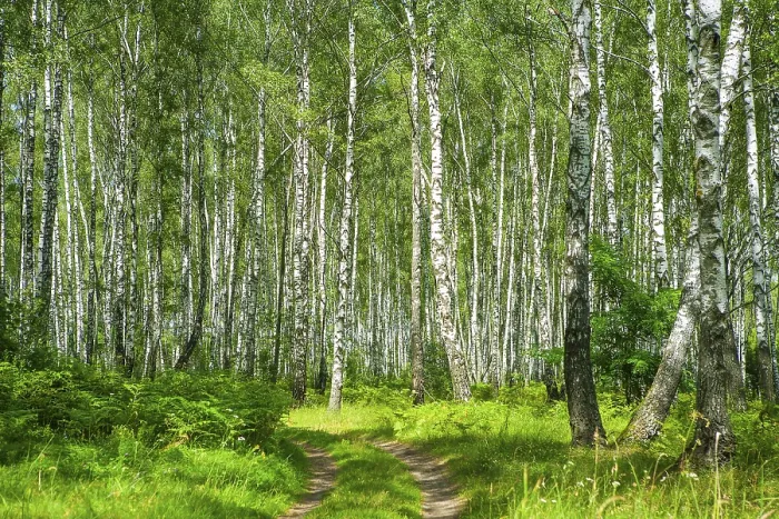 Framed Print : Birch forest Framed Print : Birch forest
