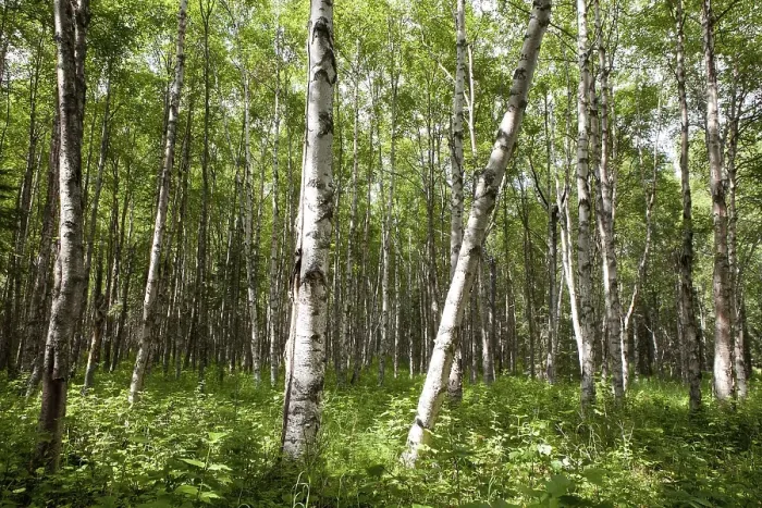 Framed Print : Birch forest, Alaska, United States, North America