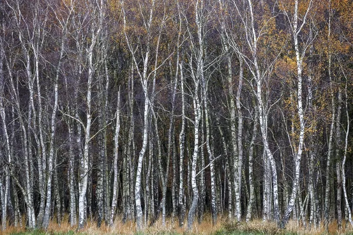 Framed Print : Birch forest, autumn coloured birch trees (Betula)