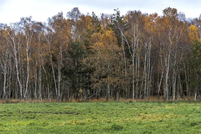Framed Print : Birch forest, autumn coloured birch trees (Betula) Framed Print : Birch forest, autumn coloured birch trees (Betula)