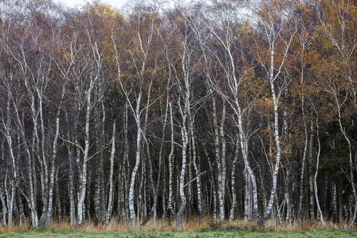Framed Print : Birch forest, autumn coloured birch trees (Betula)