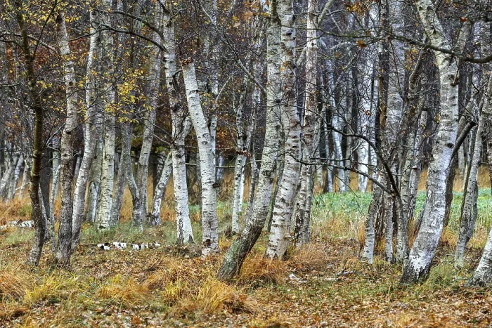 Framed Print : Birch forest, autumn coloured birch trees (Betula) Framed Print : Birch forest, autumn coloured birch trees (Betula)