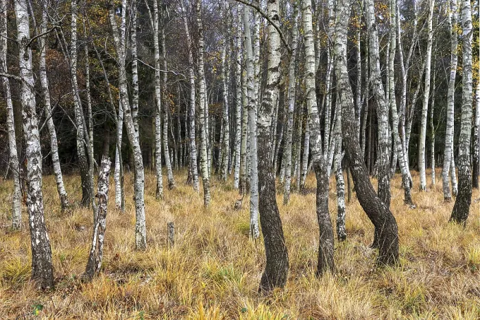 Framed Print : Birch forest, autumn coloured birch trees (Betula)
