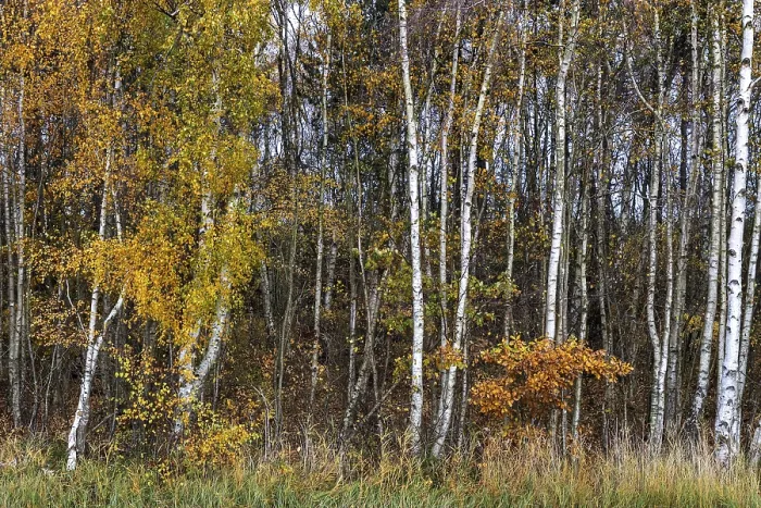 Framed Print : Birch forest, autumn coloured birch trees (Betula) Framed Print : Birch forest, autumn coloured birch trees (Betula)
