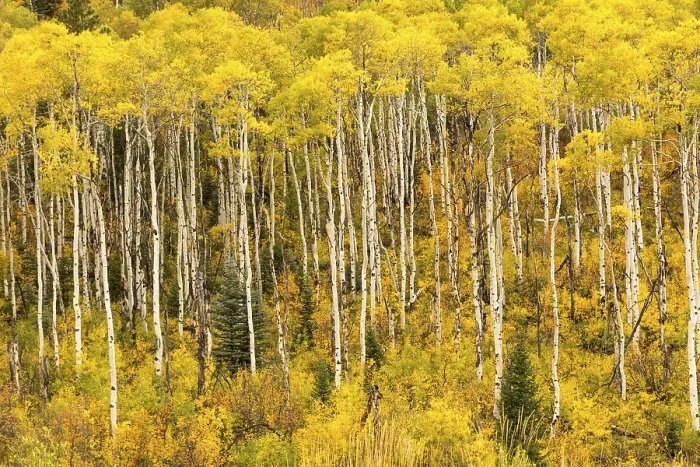 Framed Print : Birch forest in autumn, Rocky Mountains