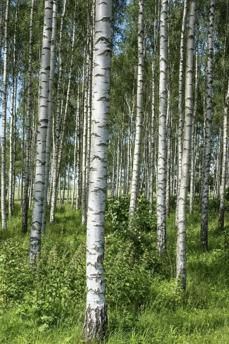 Framed Print : Birch forest with long straight tree trunks in Ystad