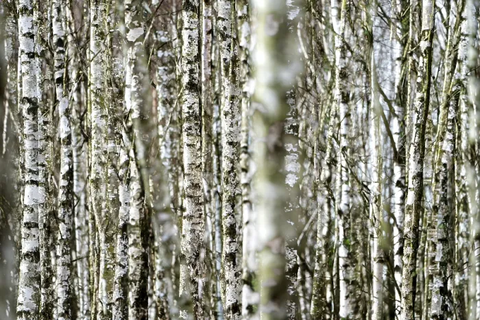 Framed Print : Birch forest as a natural burial grave site