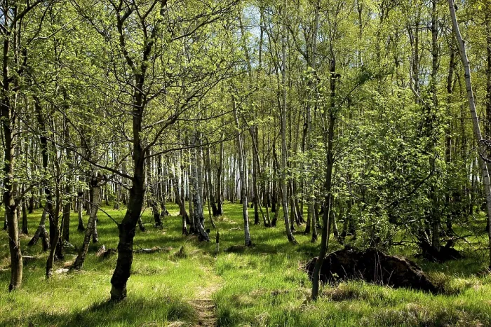 Framed Print : Birch forest near Breitenau