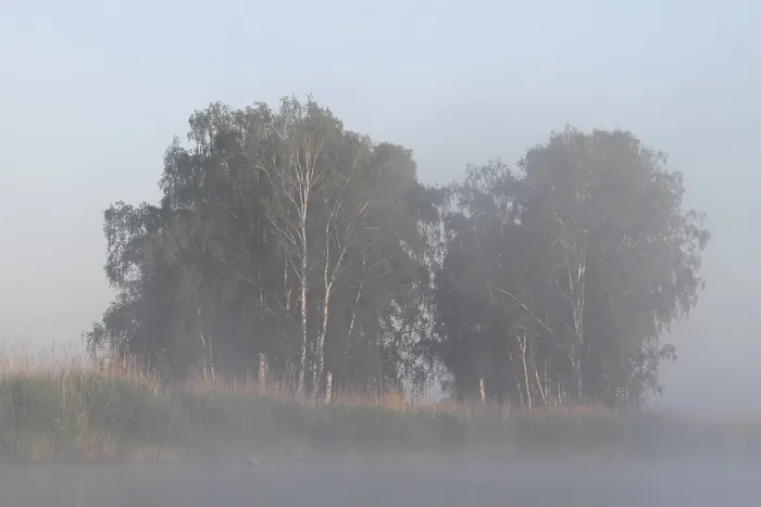 Framed Print : Birch forest near the shore in the fog on the Trebel River Framed Print : Birch forest near the shore in the fog on the Trebel River