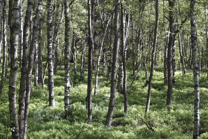 Framed Print : Birch forest on the Red Moor in the Rhon Birch forest on the Red Moor in the Rhn