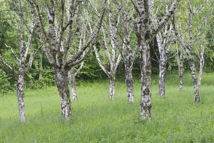Framed Print : Birch grove (Betula pendula), Ihringen