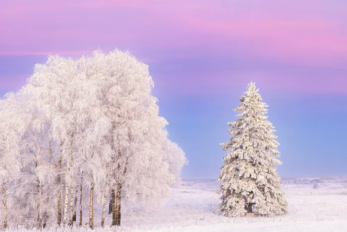 Framed Print : Birch grove with hoarfrost and a snowy spruce tree a cold winter in twilight light