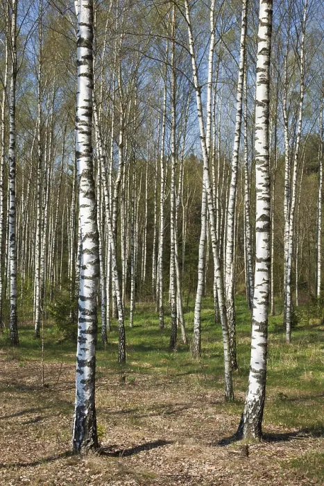 Framed Print : Birch grove in spring Framed Print : Birch grove in spring