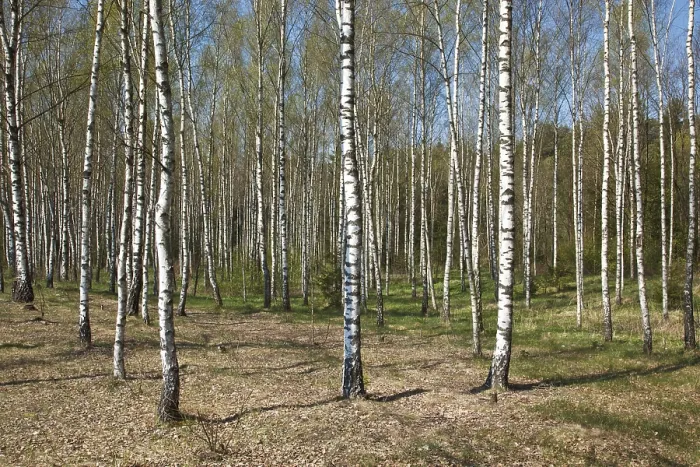 Framed Print : Birch grove in spring