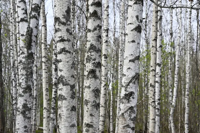 Framed Print : Birch grove on a spring day, the leaves begin to bloom