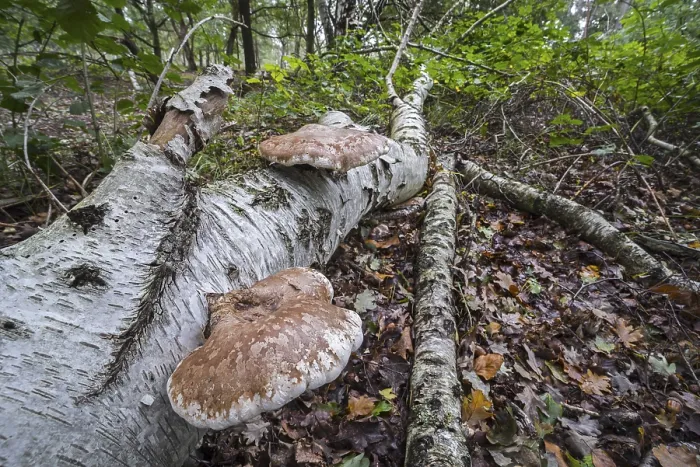 Framed Print : Birch polypore (Piptoporus betulinus) birch bracket
