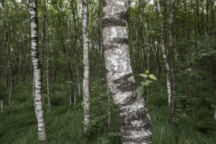 Framed Print : Birch quarry forest (Betula pendula)