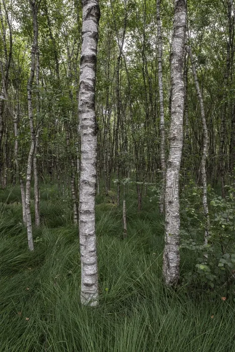Framed Print : Birch quarry forest (Betula pendula) Framed Print : Birch quarry forest (Betula pendula)